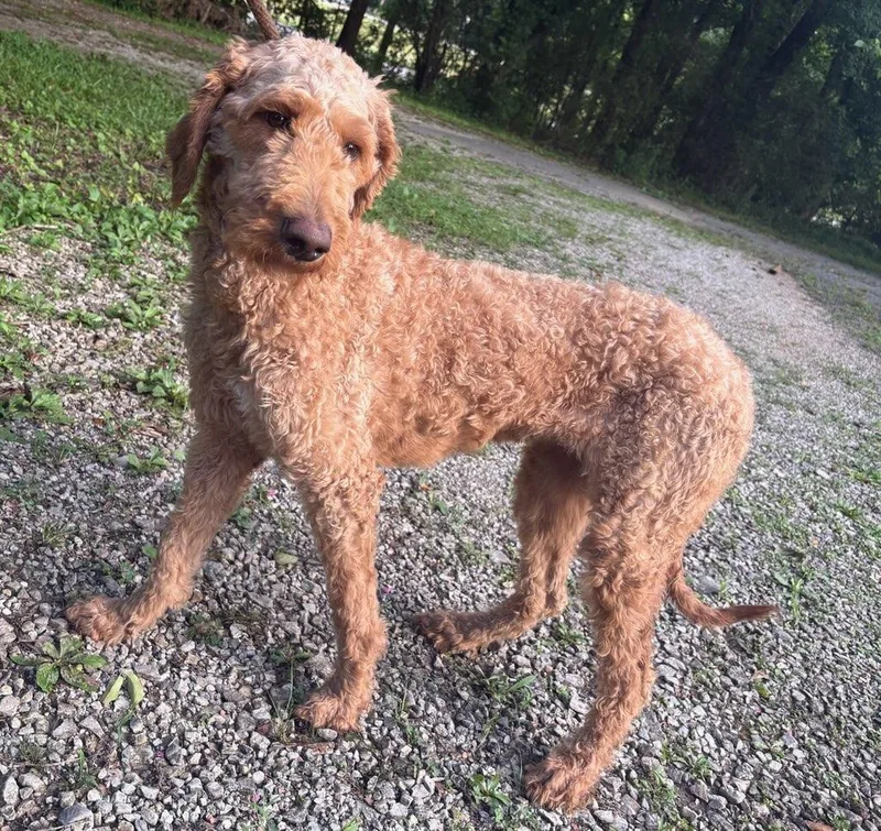 A young large-sized female Goldendoodle dog named Banana for adoption in Fosters, AL