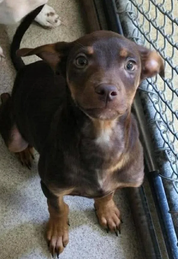 A baby medium-sized male Pointer dog named Franklin for adoption in Holbrook, NY