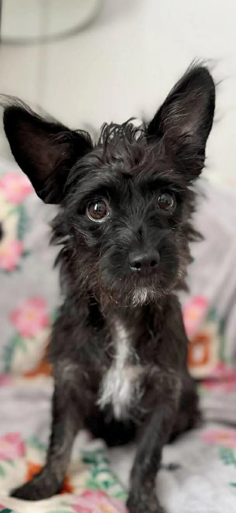 A young small-sized female Black Scottish Terrier dog named Molly for adoption in Staten Island, NY
