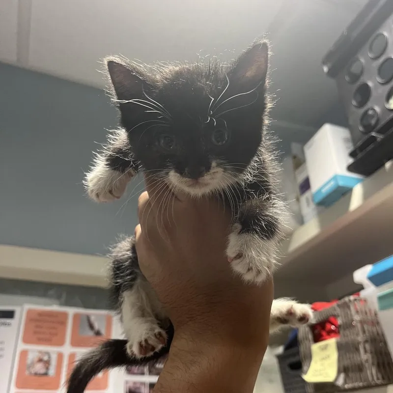 A baby small-sized female Black Domestic Medium Hair cat named Buttons for adoption in Chattanooga, TN