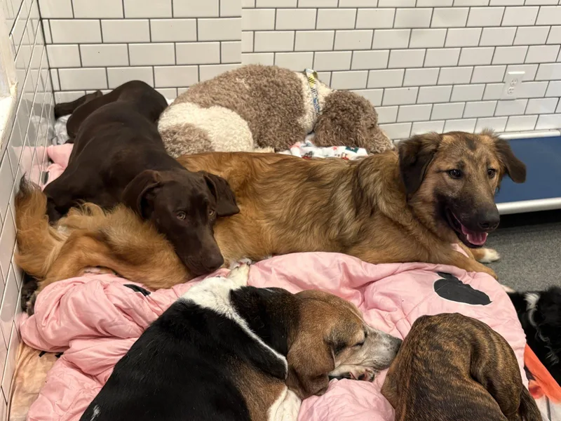 An adult large-sized male Shepherd dog named Rocco Alabania for adoption in Rockaway, NJ