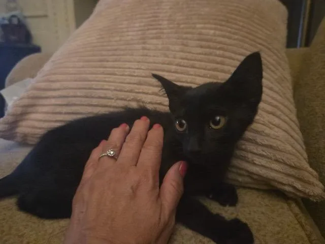 A baby small-sized male Domestic Short Hair cat named Poco for adoption in San Antonio, TX