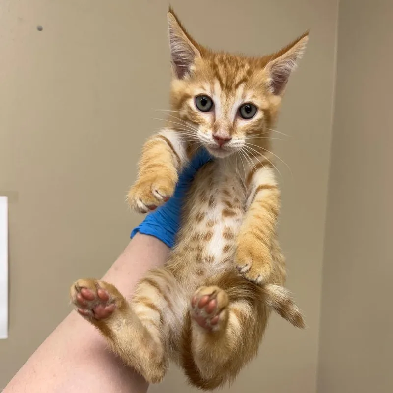 A baby small-sized male Orange / Red Domestic Short Hair cat named Creamsicle for adoption in Birmingham, AL