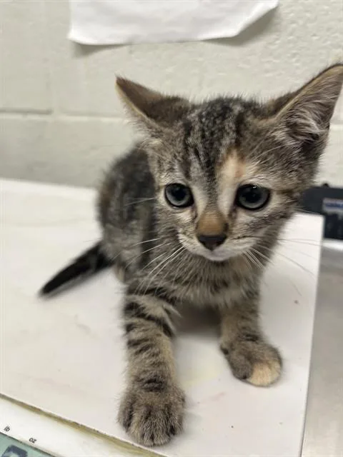 A baby small-sized female Domestic Short Hair cat named A for adoption in Chula Vista, CA
