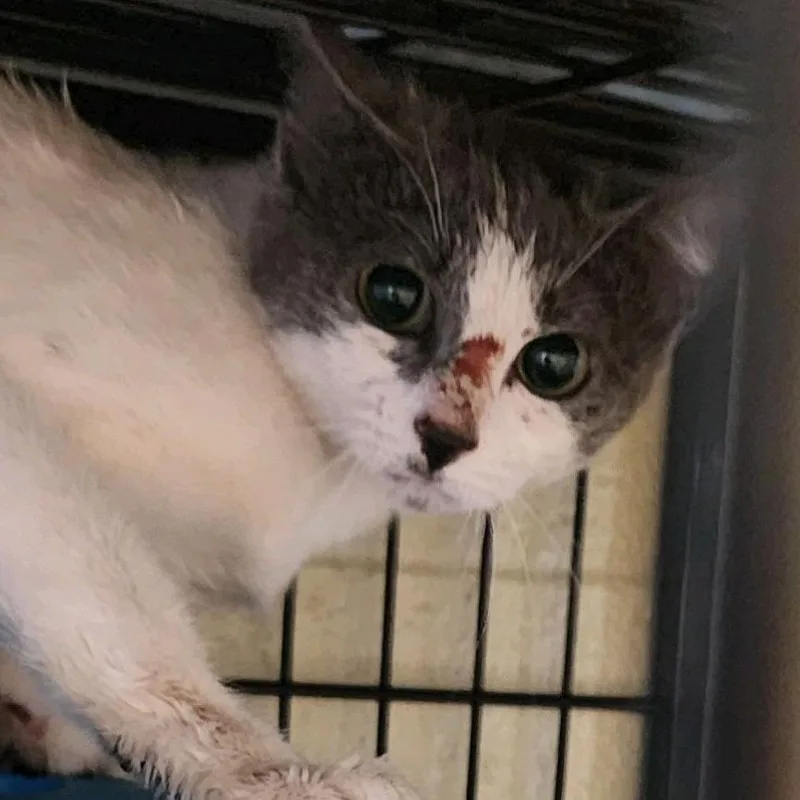 A young small-sized female White Domestic Short Hair cat named Comet for adoption in Columbus, NC