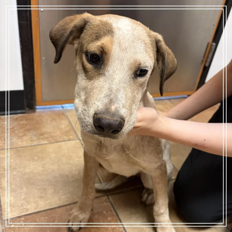 A young medium-sized male White / Cream Cattle Dog dog named FWT Red for adoption in Midland, TX