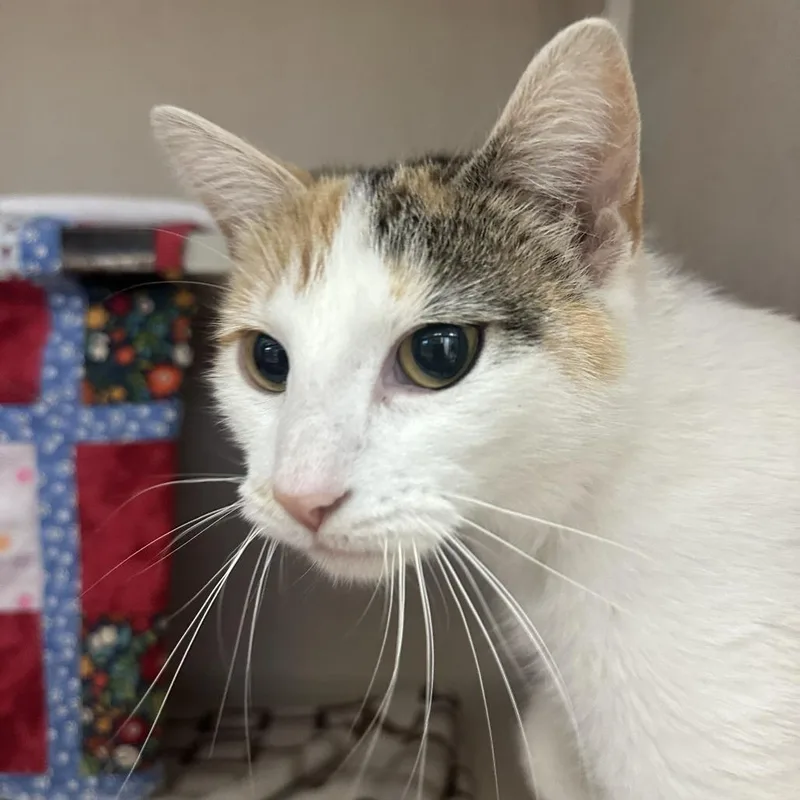 An adult medium-sized female Calico Domestic Short Hair cat named Mochi for adoption in Tacoma, WA