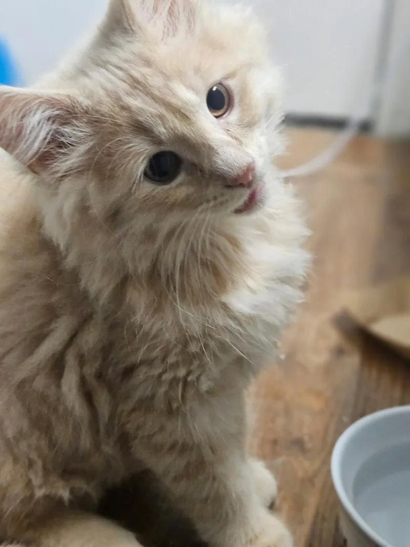 A baby medium-sized male Buff / Tan / Fawn Domestic Long Hair cat named Mr. Chop for adoption in Dublin, OH