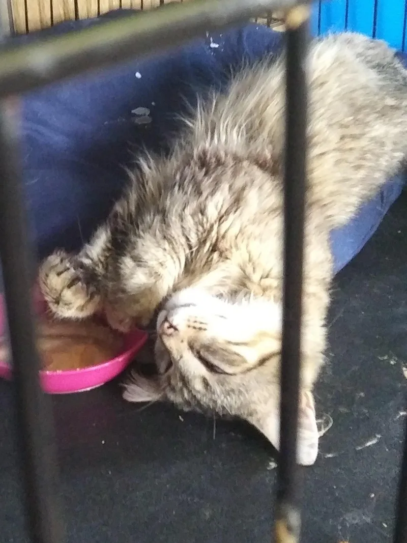 An adult medium-sized male Domestic Medium Hair cat named Serafino for adoption in Port Wentworth, GA