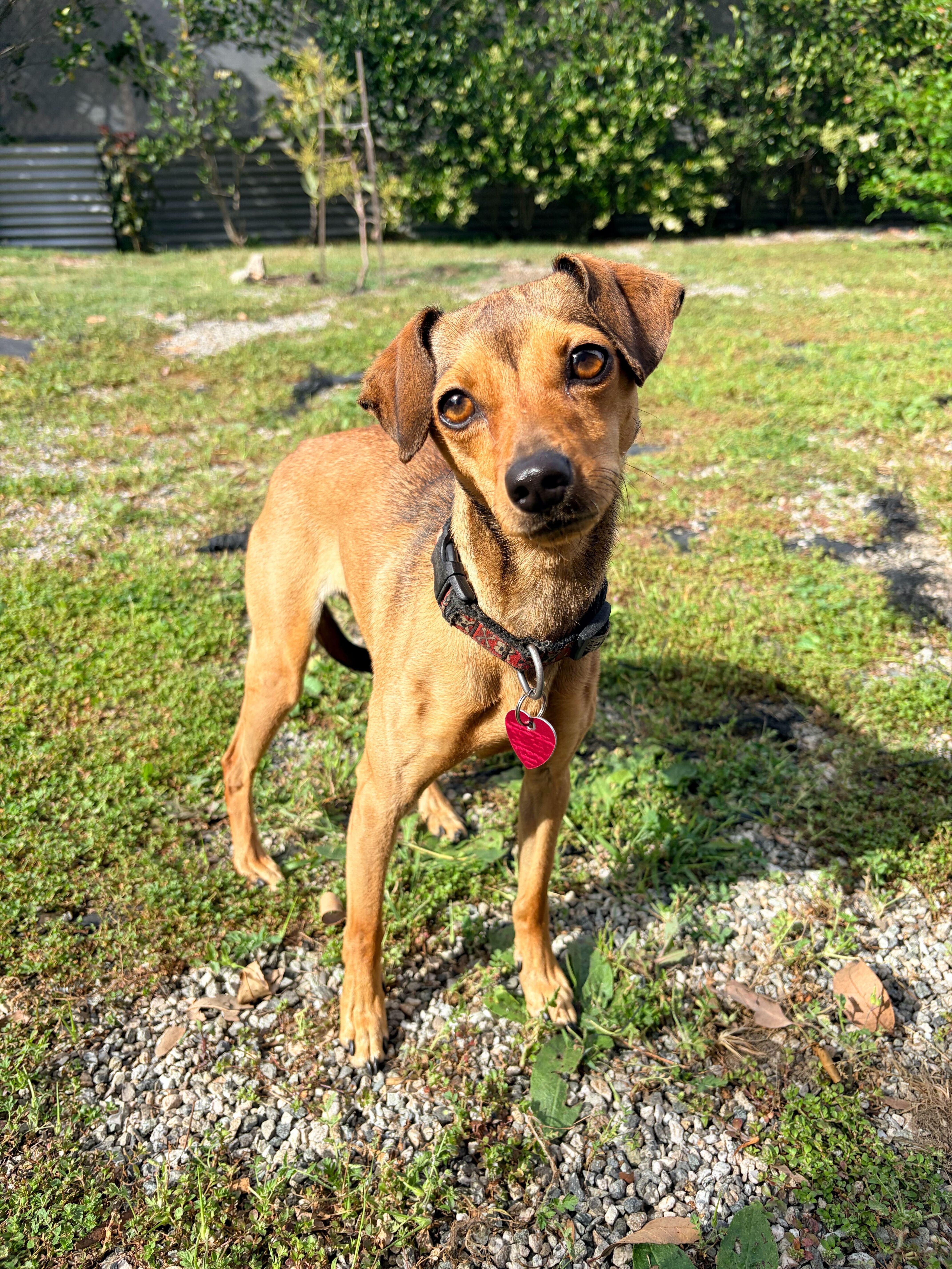 A young small-sized female Golden Miniature Pinscher dog named Honey for adoption in Los Angeles, CA