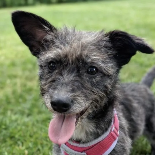 A young small-sized female Black Terrier dog named Elsie for adoption in Elgin, TX