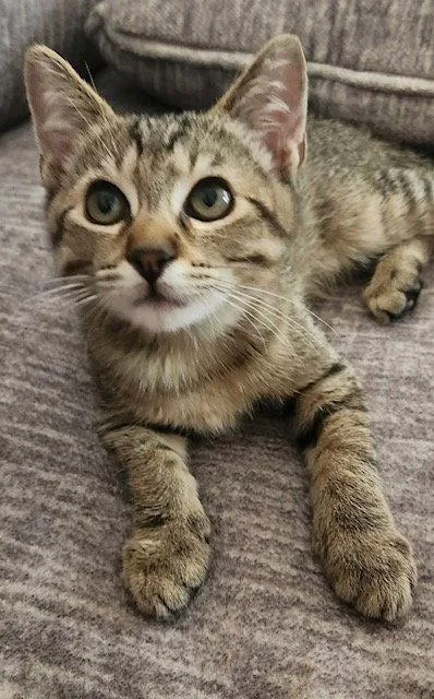 A baby medium-sized male Domestic Short Hair cat named Tiggy for adoption in Antioch, CA