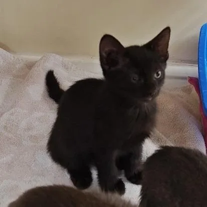 A baby small-sized female Domestic Medium Hair cat named Eva for adoption in Los Angeles, CA