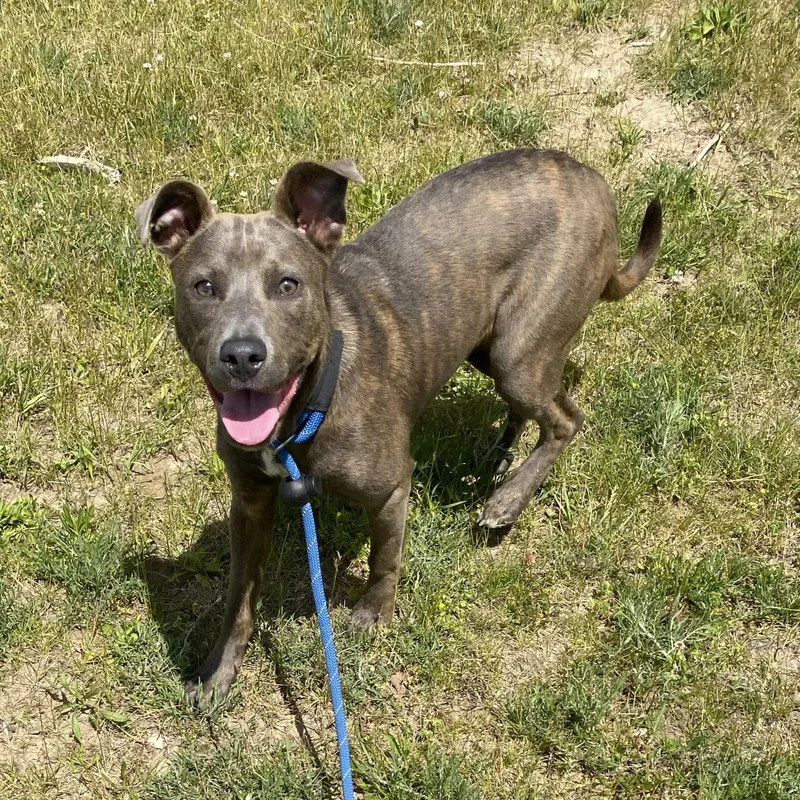 A young medium-sized female Brindle Pit Bull Terrier dog named Smooch for adoption in Allegan, MI