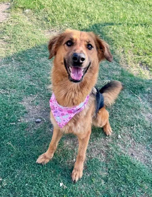 A young large-sized female German Shepherd Dog dog named Chloe for adoption in McKinney, TX