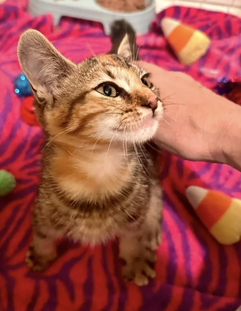 A baby small-sized female Tabby cat named GoT: Ceresei Lannister for adoption in Warren, CT