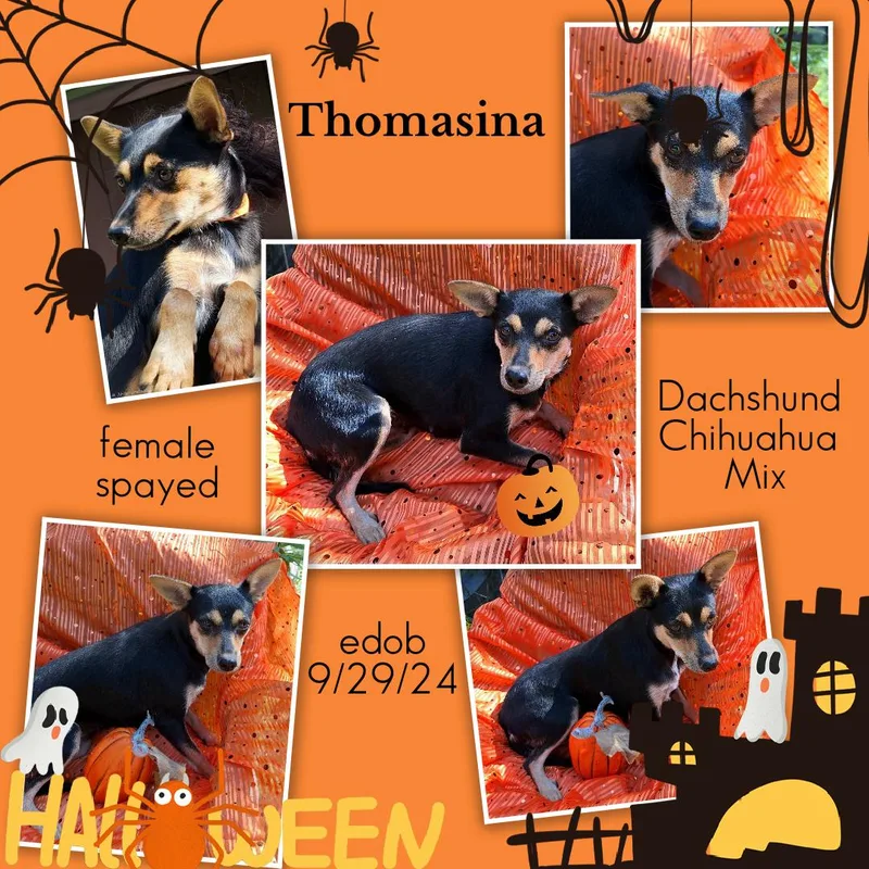 Thomasina WAT thumbnail 6