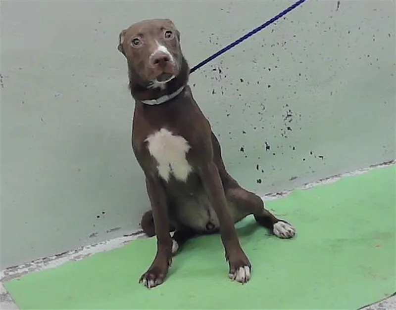 A young small-sized female Labrador Retriever dog named Revie for adoption in Houston, TX