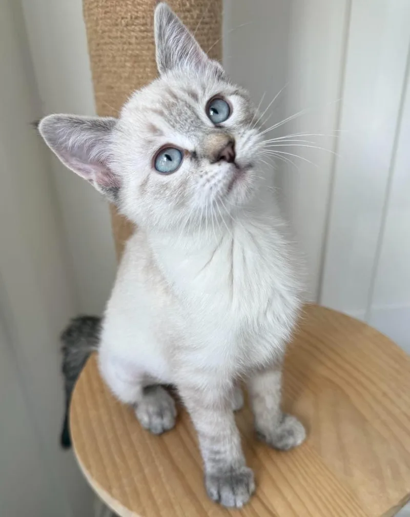 A baby medium-sized female Domestic Short Hair cat named Amy for adoption in Salt Lake City, UT