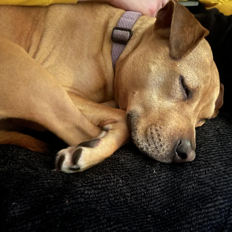 Tilly thumbnail 2