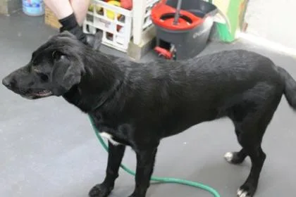 A baby large-sized male Labrador Retriever dog named Eddie for adoption in Picayune, MS