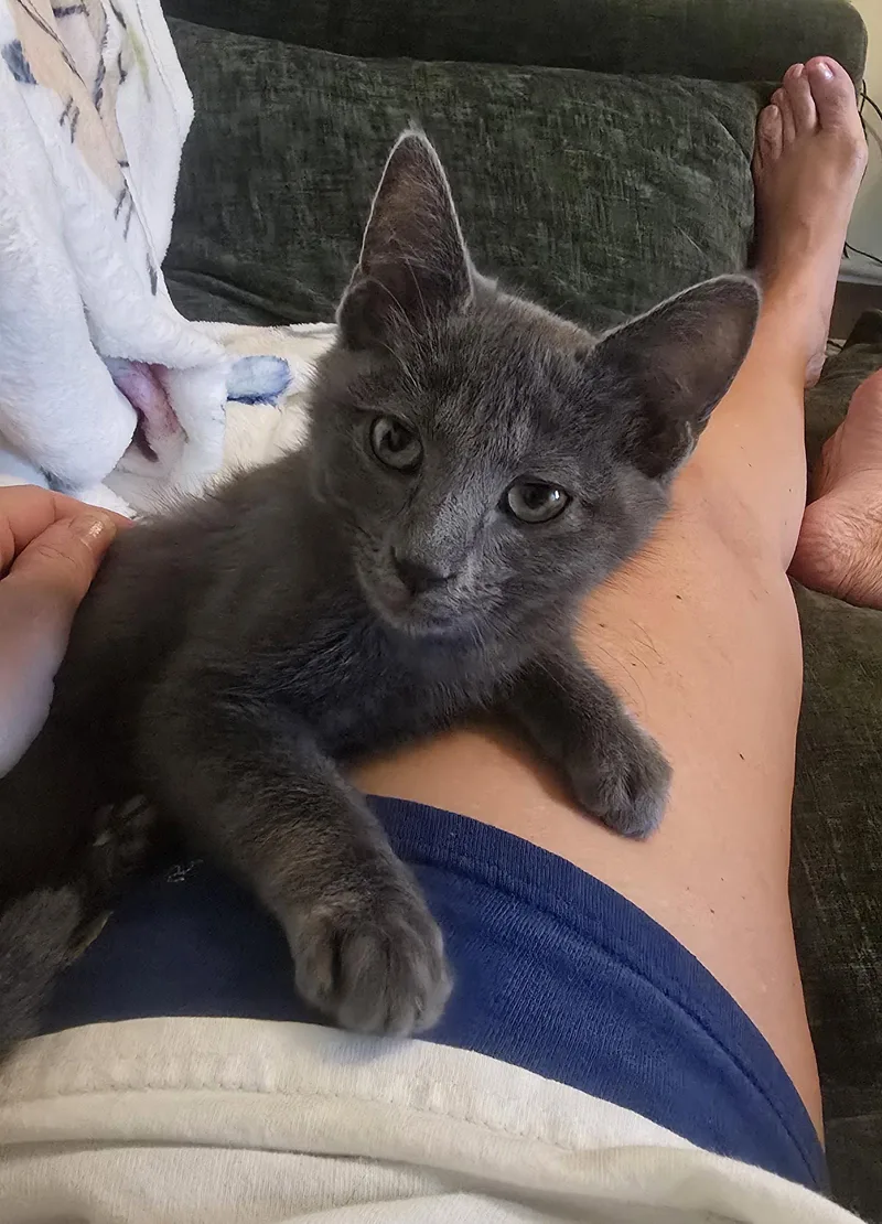 A young medium-sized male Gray / Blue / Silver Domestic Short Hair cat named Gadget for adoption in Frisco, TX