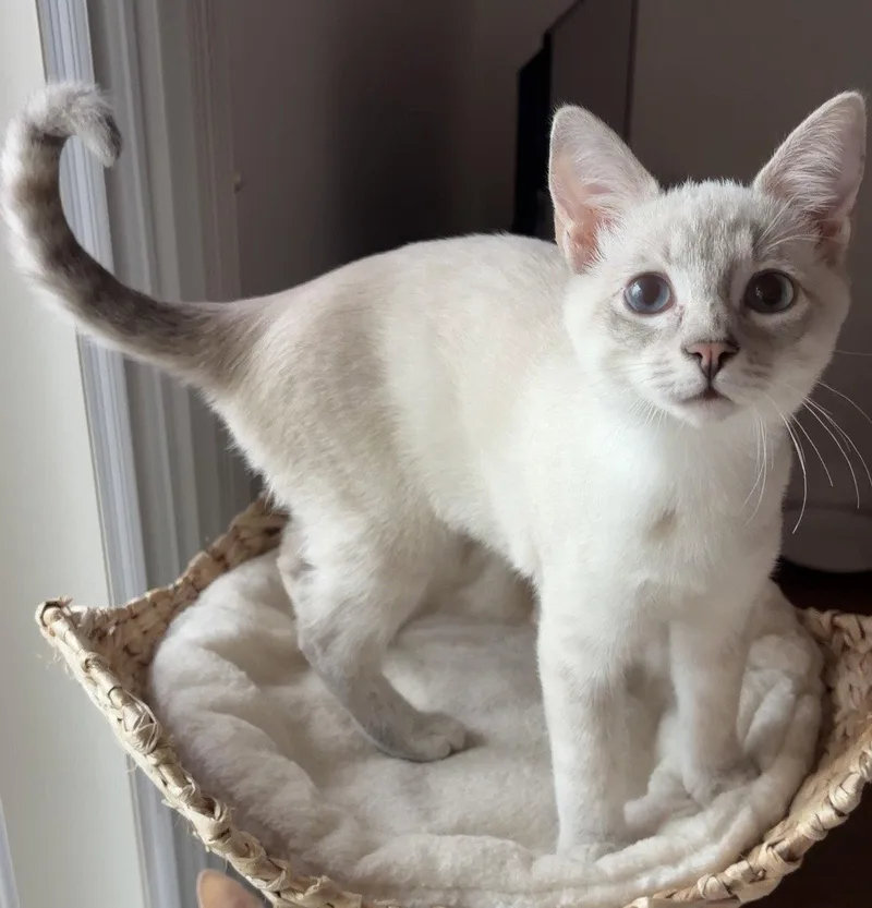 A baby medium-sized female Domestic Short Hair cat named Jade for adoption in Glendale, AZ