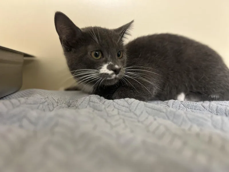 A baby medium-sized male Gray & White Domestic Short Hair cat named Asher for adoption in Lancaster, PA