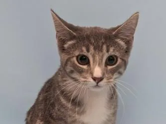 A baby small-sized female Domestic Short Hair cat named Snow Cone for adoption in Golden Valley, MN