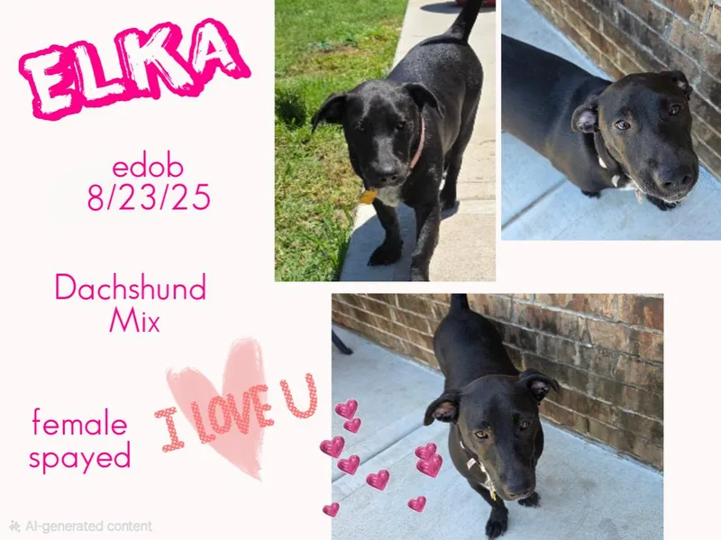 An adult small-sized female Black Dachshund dog named Elka Ort for adoption in Missouri City, TX