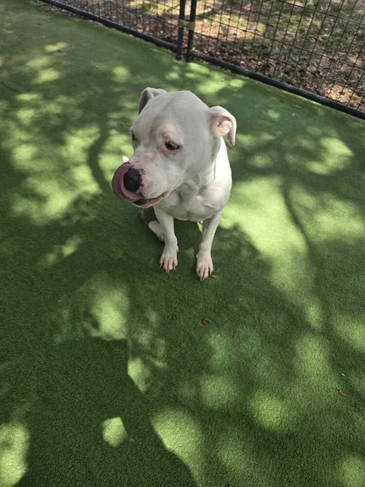 An adult medium-sized female American Bulldog dog named Helen for adoption in Lakeland, FL