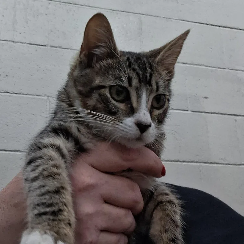 A baby small-sized male Domestic Short Hair cat named Pax for adoption in Auburn, AL
