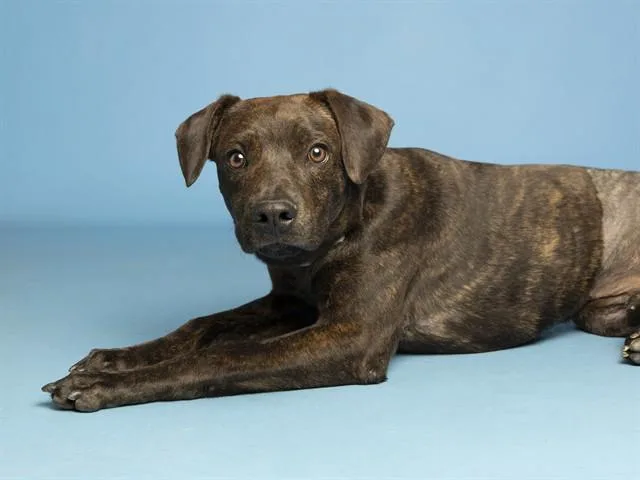 A young large-sized male Pit Bull Terrier dog named Emilio for adoption in Phoenix, AZ