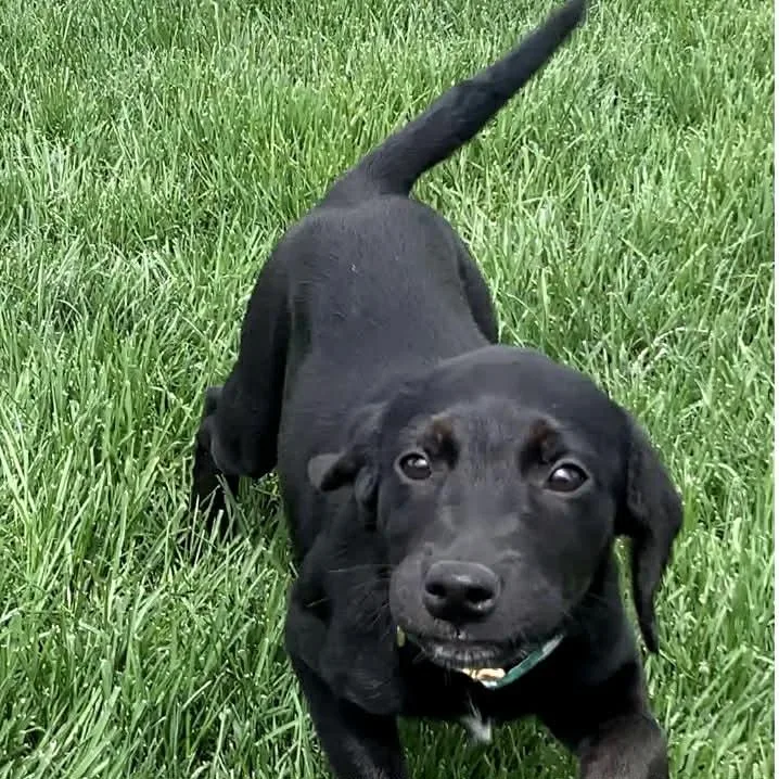 A baby medium-sized female Black Labrador Retriever dog named Piper for adoption in Evansville, WI