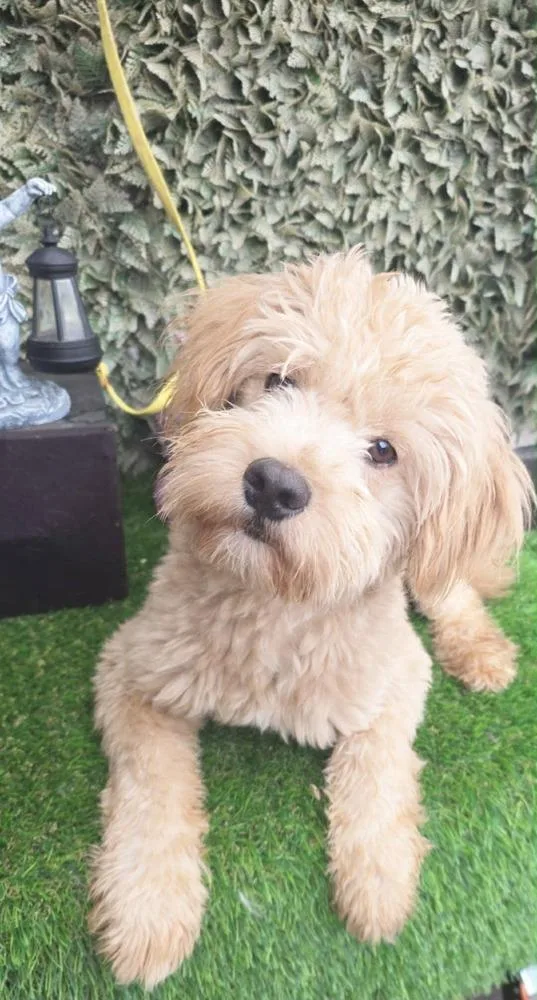 A young small-sized male Terrier dog named Angel for adoption in San Francisco, CA