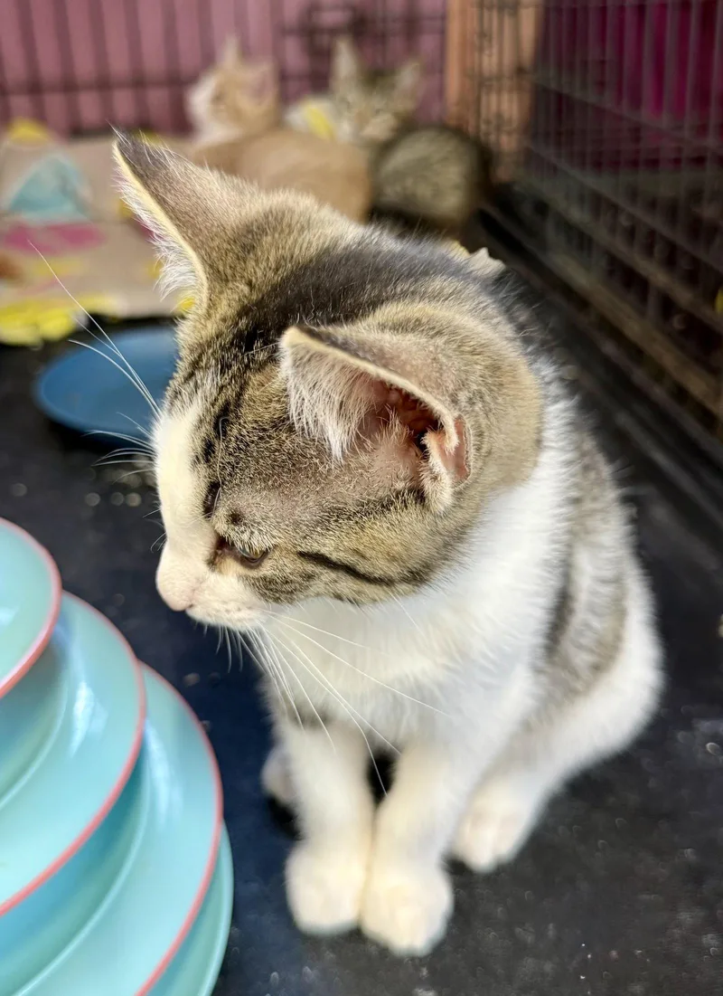 A baby medium-sized male Tabby cat named Sawyer for adoption in Maywood, IL