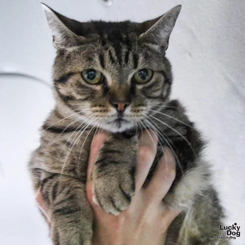 An adult medium-sized female Domestic Short Hair cat named Twizzle for adoption in Washington, DC