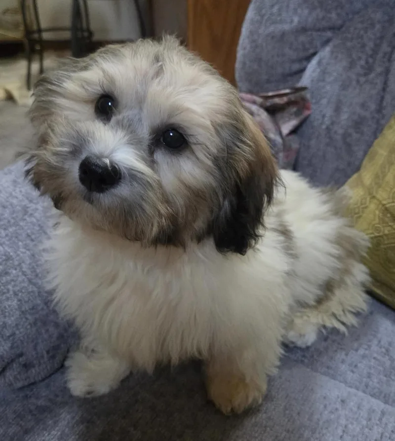 A baby small-sized female Shih Tzu dog named Allie for adoption in Overland Park, KS
