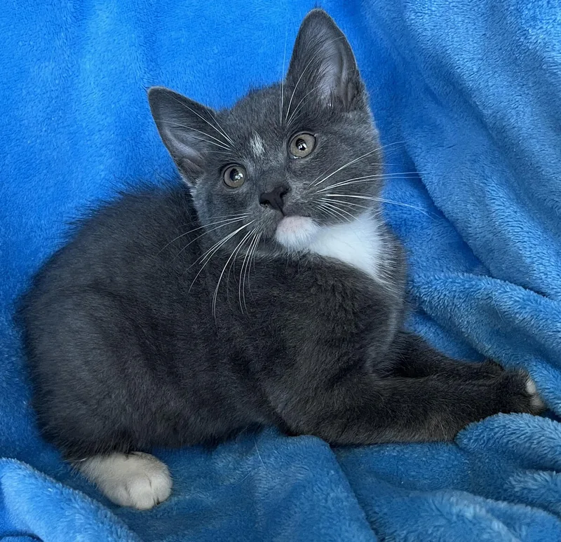 A baby medium-sized male Gray & White Tuxedo cat named Robbie for adoption in Hood RIver, OR