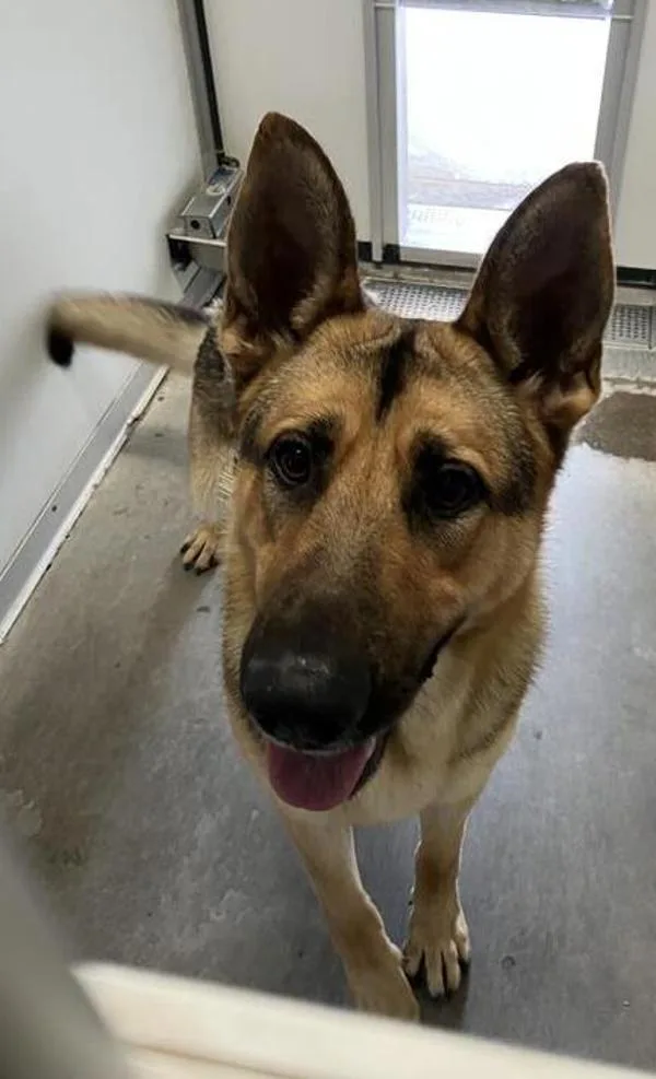 An adult large-sized male German Shepherd Dog dog named Scout for adoption in Hollister, CA