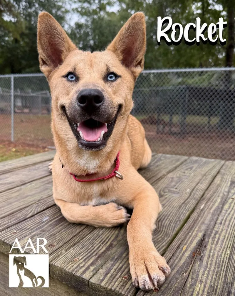 A baby medium-sized male Husky dog named Rocket for adoption in Magnolia, TX