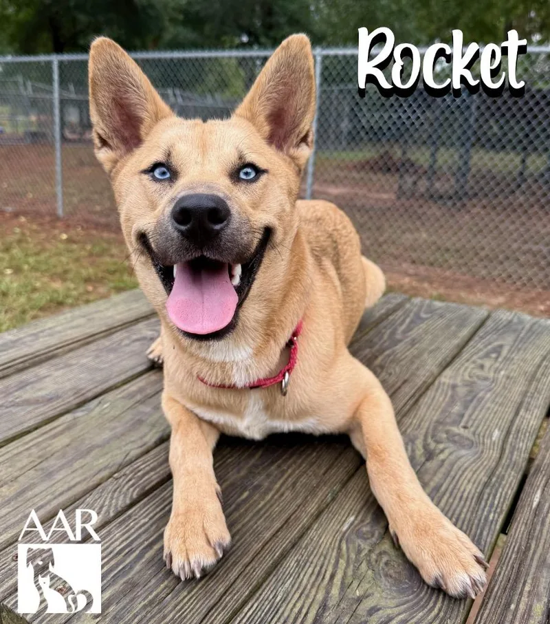 Rocket thumbnail 6