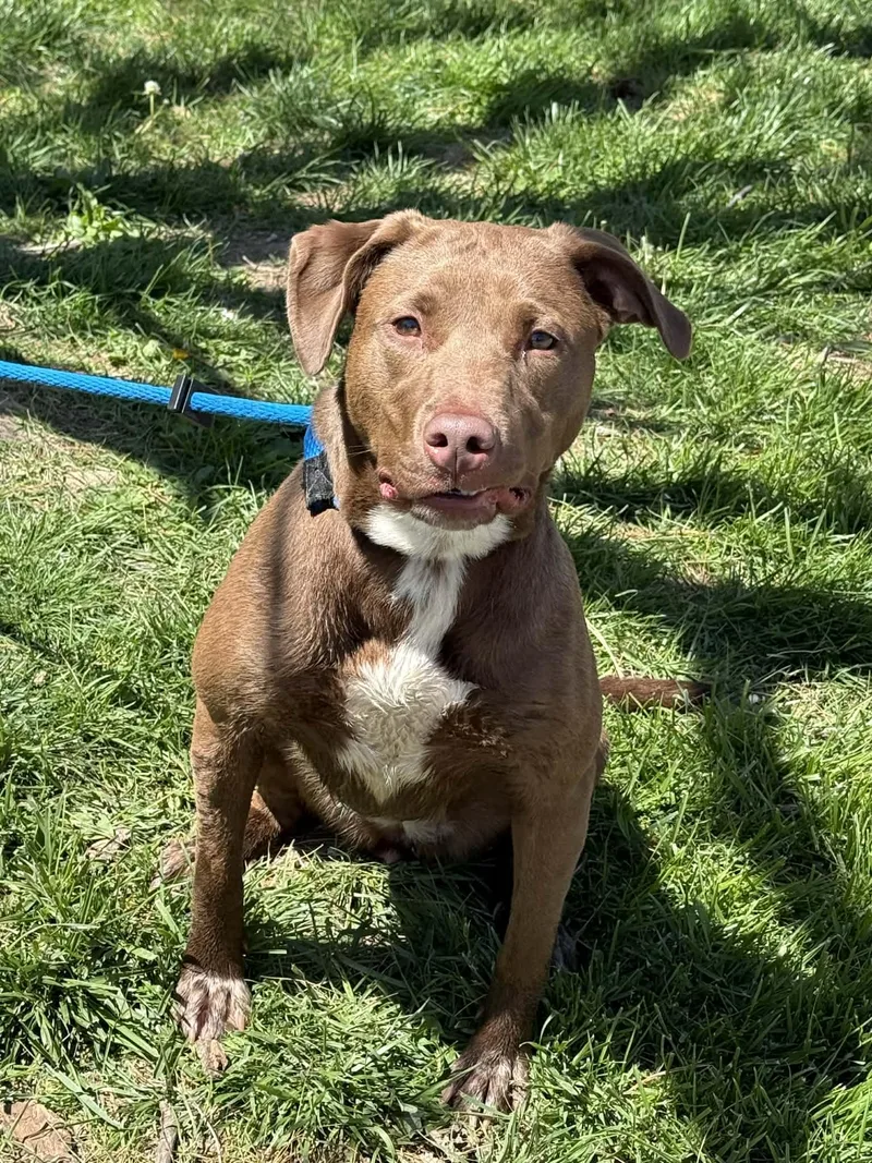 A young medium-sized female Brown / Chocolate Labrador Retriever dog named Grace for adoption in Springfield, IL