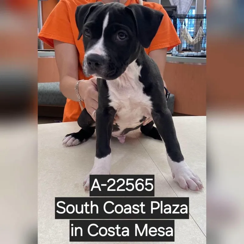 A baby small-sized male Black Pit Bull Terrier dog named WAGSStray for adoption in Westminster, CA