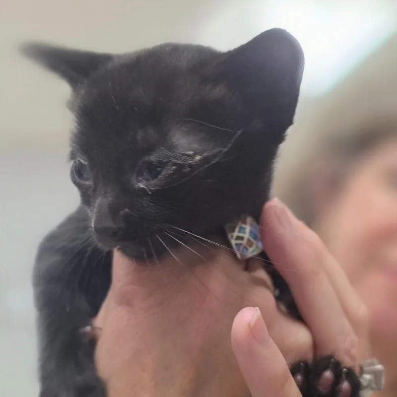 A baby small-sized male Black Domestic Short Hair cat named Clover for adoption in Buellton, CA