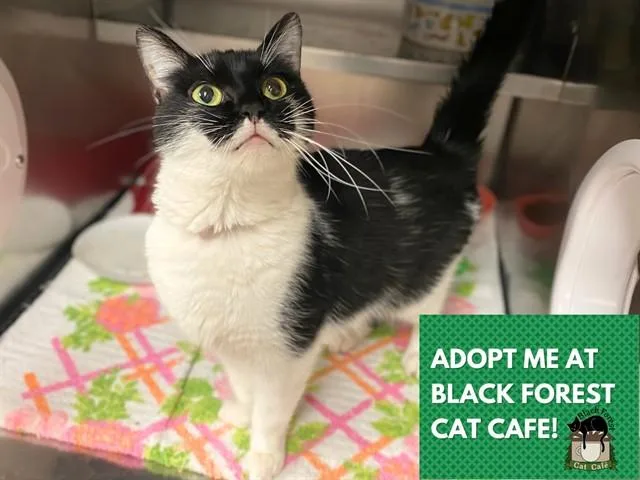 An adult small-sized female Domestic Short Hair cat named Sissy for adoption in Fort Wayne, IN