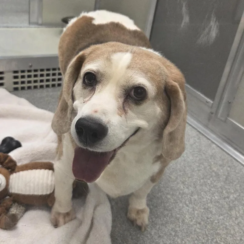 An adult medium-sized male Brown / Chocolate Mixed Breed dog named Bernard for adoption in Hinsdale, IL