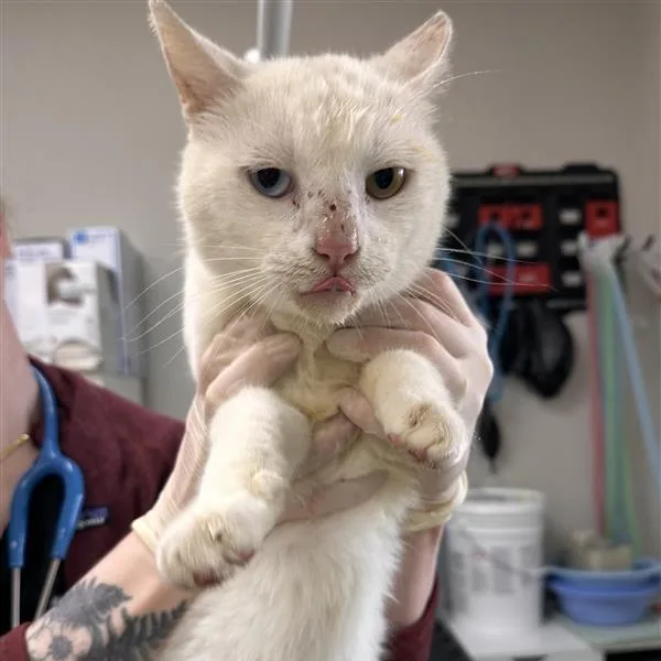 An adult medium-sized male White Domestic Short Hair cat named Hermes for adoption in Houston, TX