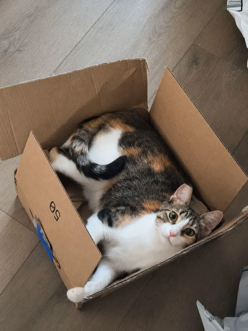 A young medium-sized female Domestic Short Hair cat named Cassidy for adoption in Sugar Land, TX