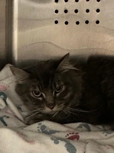 An adult medium-sized male Domestic Long Hair cat named Jasper for adoption in Rancho Cucamonga, CA